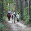 Nevada Apartments: 2 Nevada Cities With Great Attractions to Consider For Your Next Apartment horse