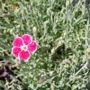 apts nevada: lone flower