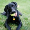 Pet Friendly Apartments in Nevada Pet Friendly Apartments in Nevada