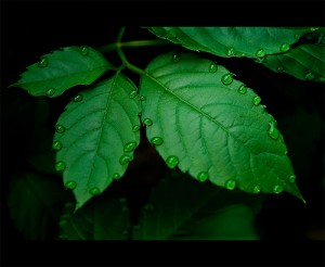 apts nevada: leaves