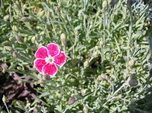 apts nevada: lone flower