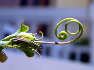 apts nevada: tendril