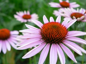 apts nevada: cone flower